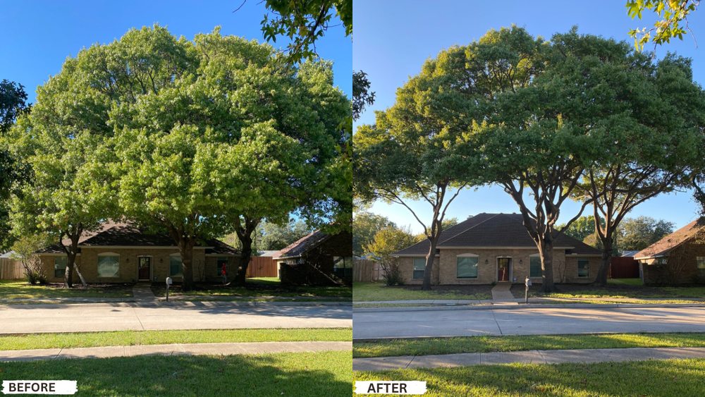 Before-and-after tree trimming project showing a cleaned, balanced canopy.