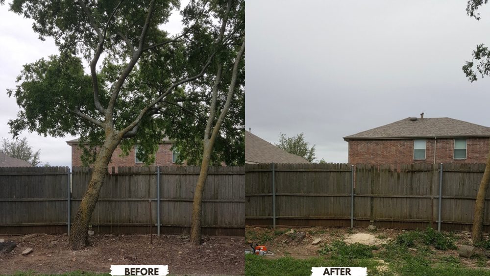 Before-and-after hazardous tree removal project beside a backyard fence.