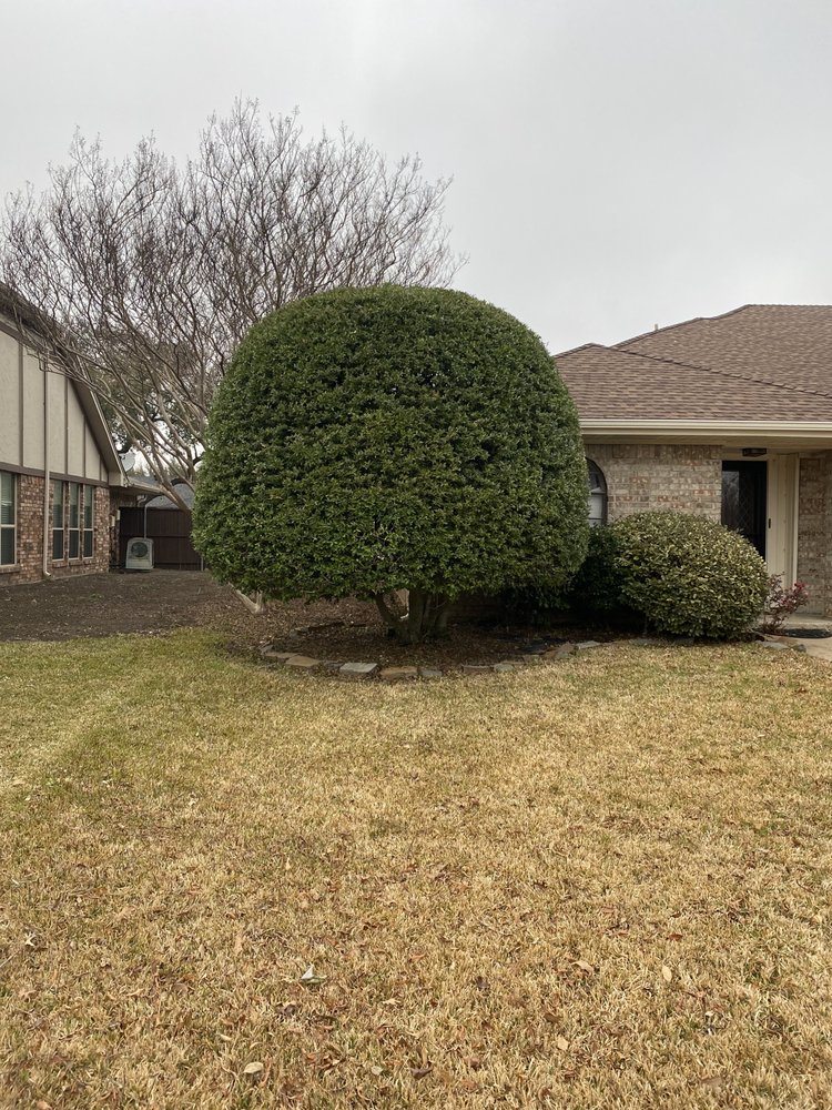 Neatly shaped shrubs and hedges trimmed beside a residential driveway.