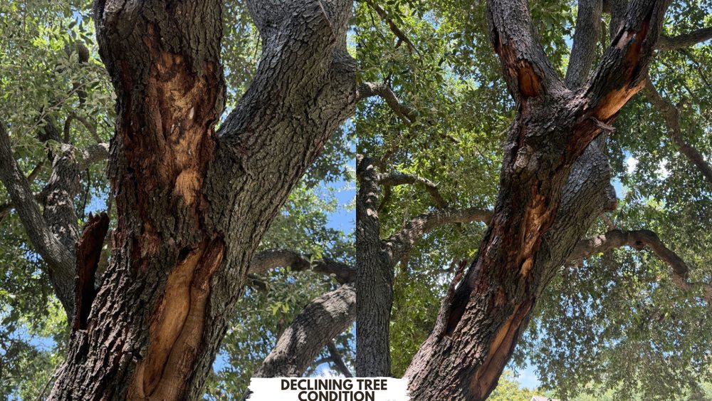 Close view of an established tree with visible trunk damage for a tree health assessment.