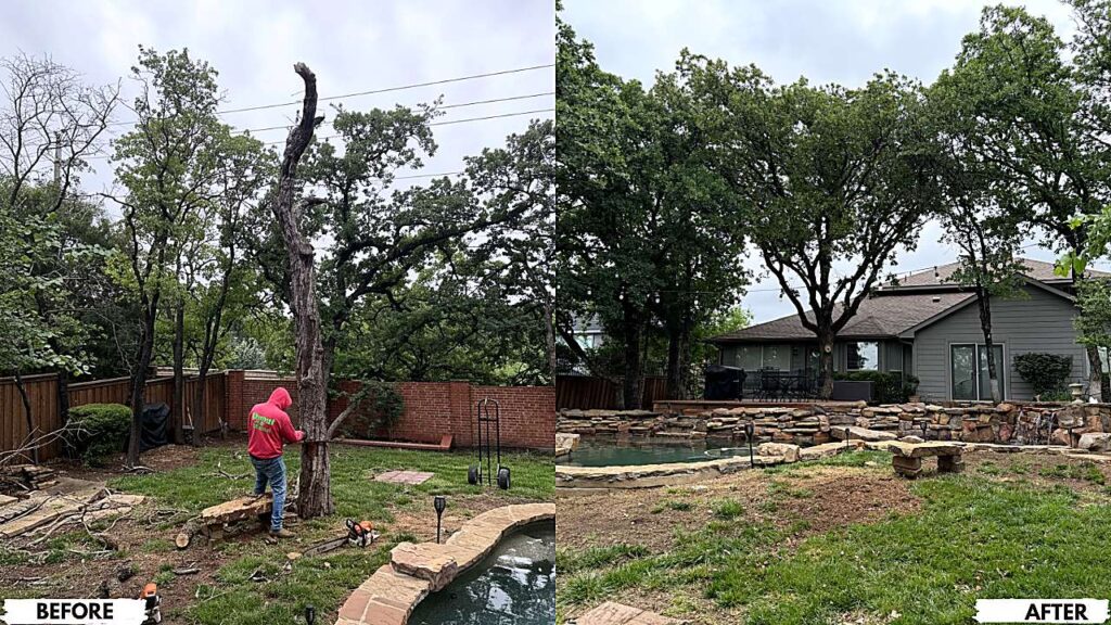 dead-tree-removal-before-after-tree-removal-crystal-clear-ultra-hd