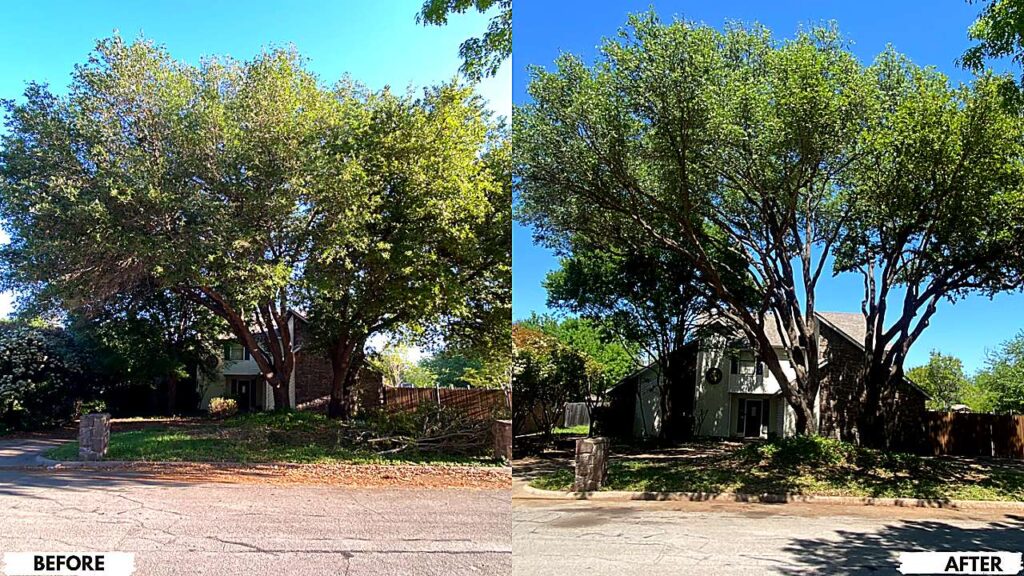 overgrown-to-maintained-tree-trimming-before-after-crystal-clear-ultra-hd