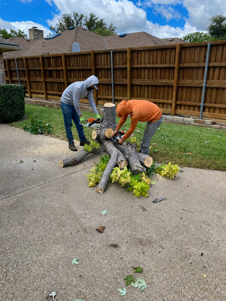 tree removal 2