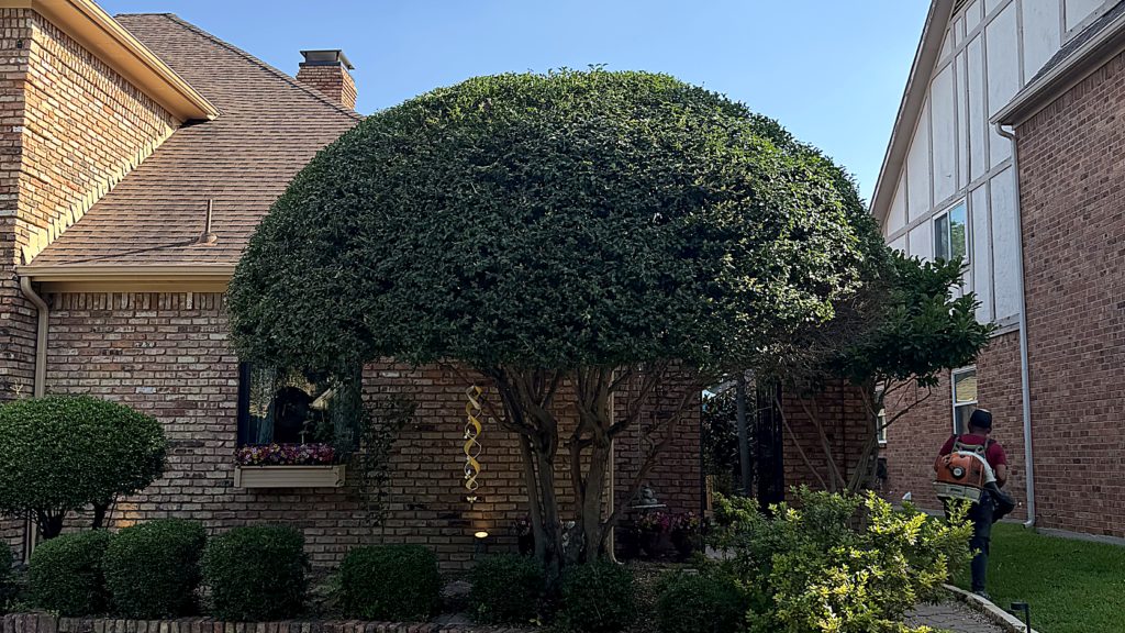 tree-trimming-crystal-clear-ultra-hd