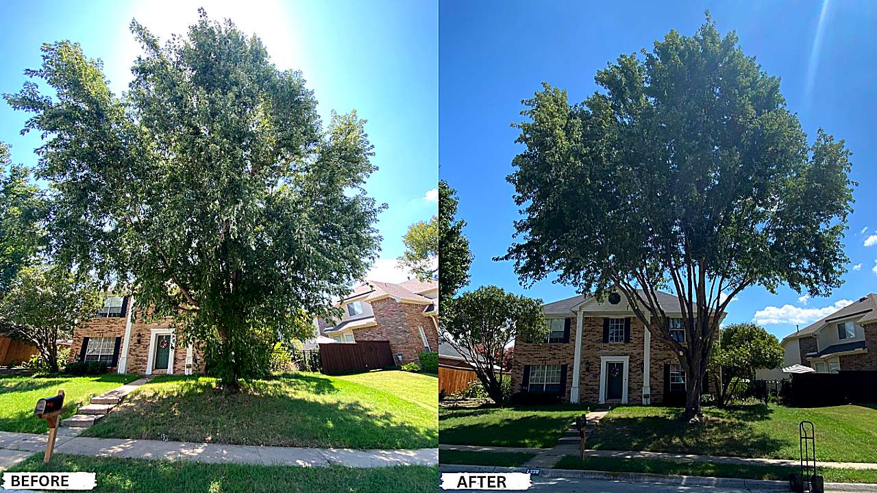 Harvest Tree Service work photo 3: Tree trimming transformation before after crystal clear ultra hd