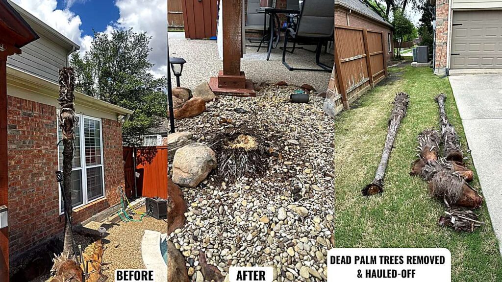 two-dead-palm-trees-removed-before-after-crystal-clear-ultra-hd