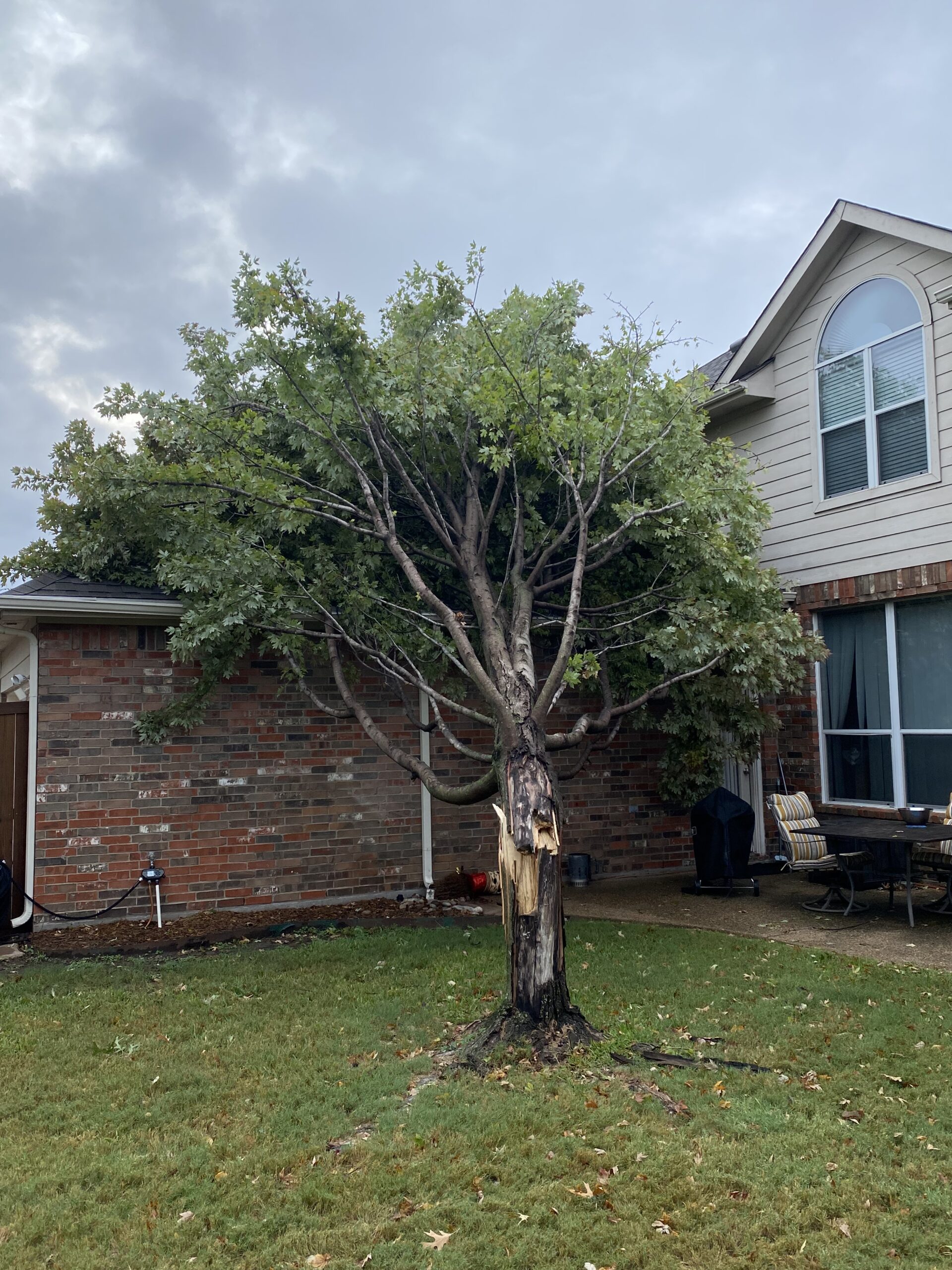 Emergency tree removal project before work begins.
