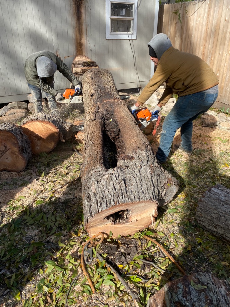 Hazardous Tree Removal in Action