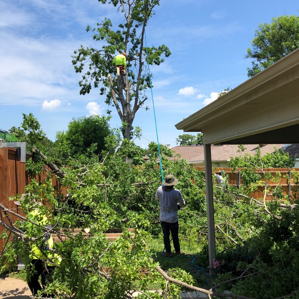 Tree Removal in progress (1)