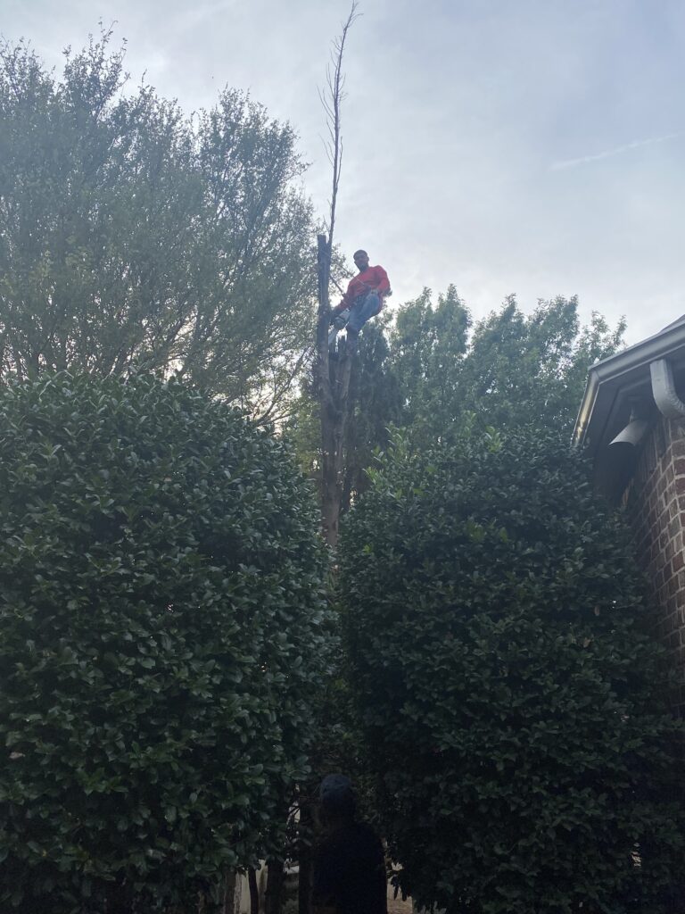Tree removal