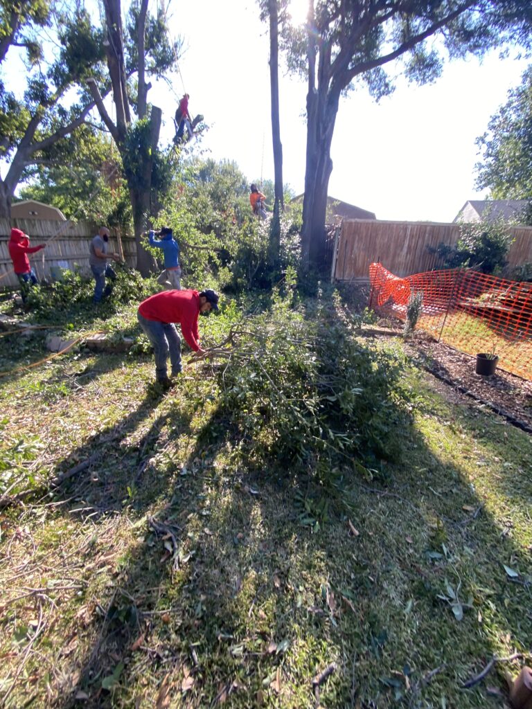 Tree removal in progress