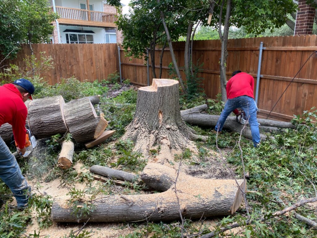 Tree removal work