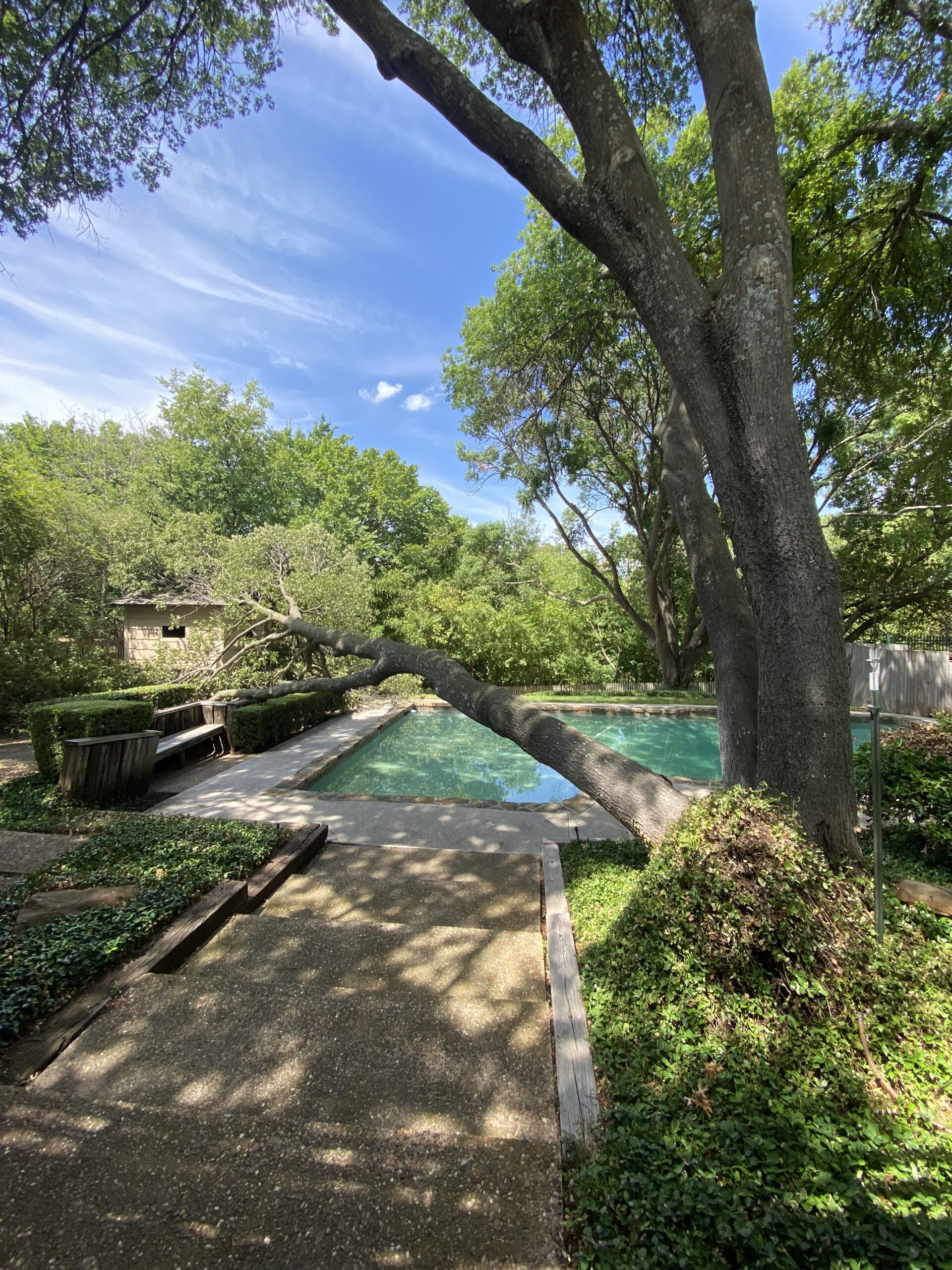 Before uprooted hazardous tree removal project