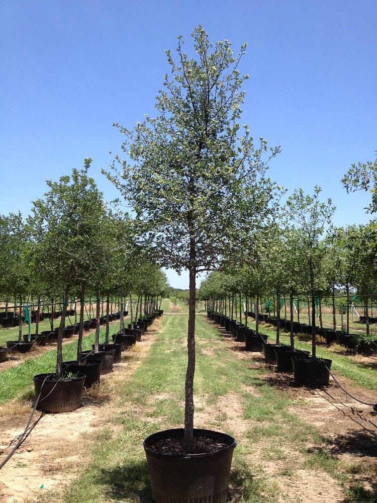 Young container-grown tree ready for planting at a North Texas nursery.