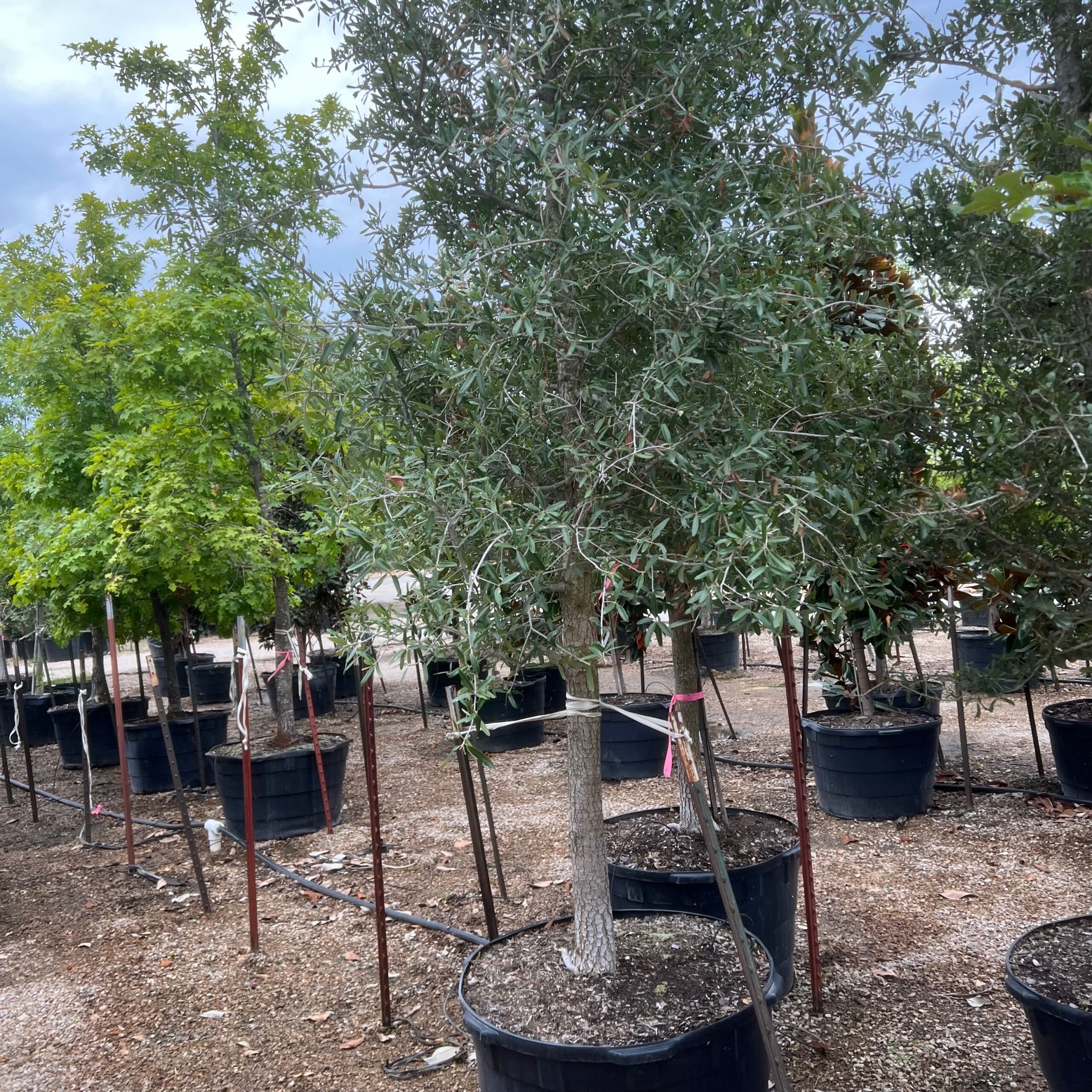 Rows of container-grown trees being evaluated at a North Texas nursery.